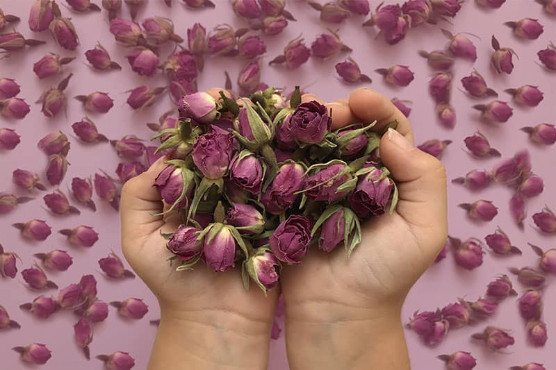 تصویر 1 از گل محمدی کوهی تازه برداشت شده با عطر و رنگ طبیعی